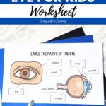 a photo of the Parts of the Eye for Kids Worksheet