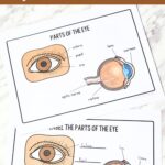 Parts of the Eye for Kids Worksheet on a table