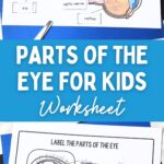 two photos of Parts of the Eye for Kids Worksheet on a table
