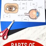 Parts of the Eye for Kids Worksheet on a table