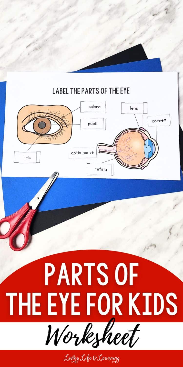 Parts of the Eye for Kids Worksheet Fun Learning