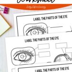 Parts of the Eye for Kids Worksheet on a table