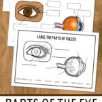 Parts of the Eye for Kids Worksheet on a table
