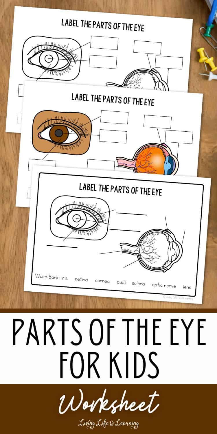 Parts of the Eye for Kids Worksheet Fun Learning