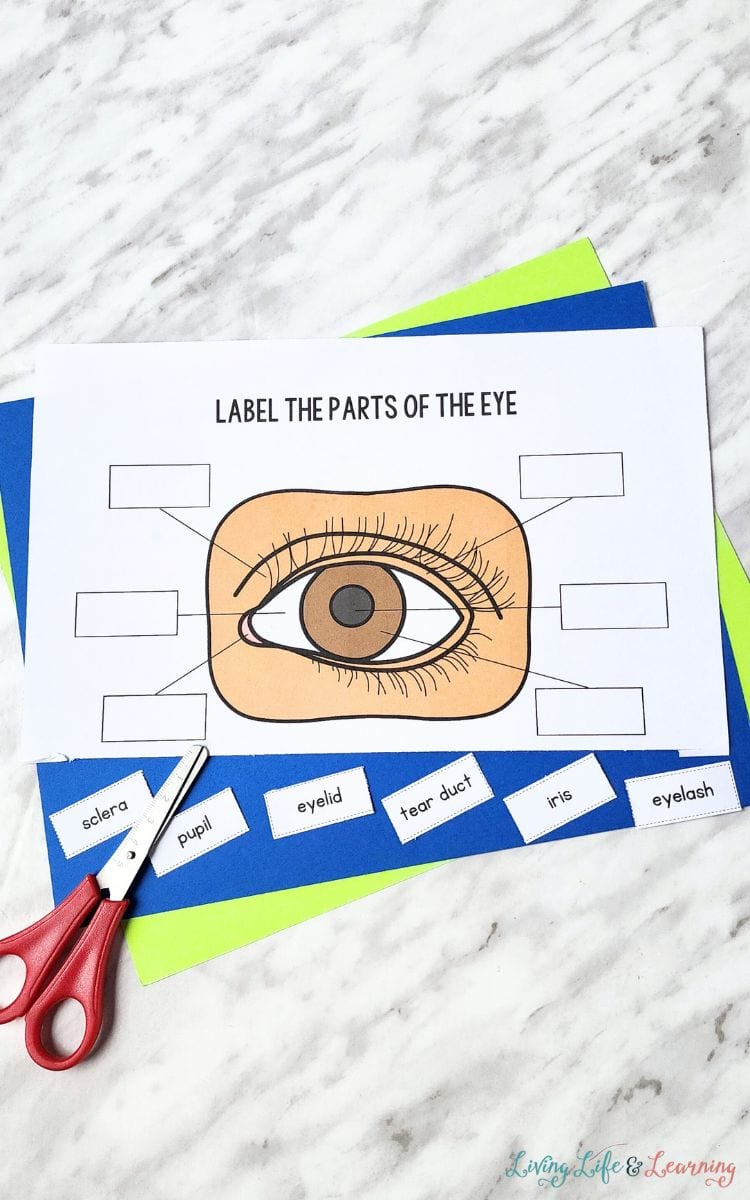 cut and paste activity of Parts of the Eye Worksheet for Kindergarten
