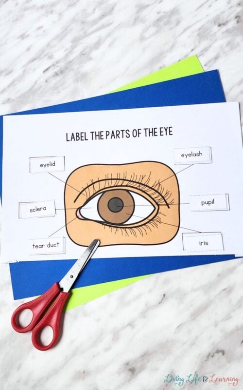 Parts of the Eye Worksheet for Kindergarten: Human Body Activity