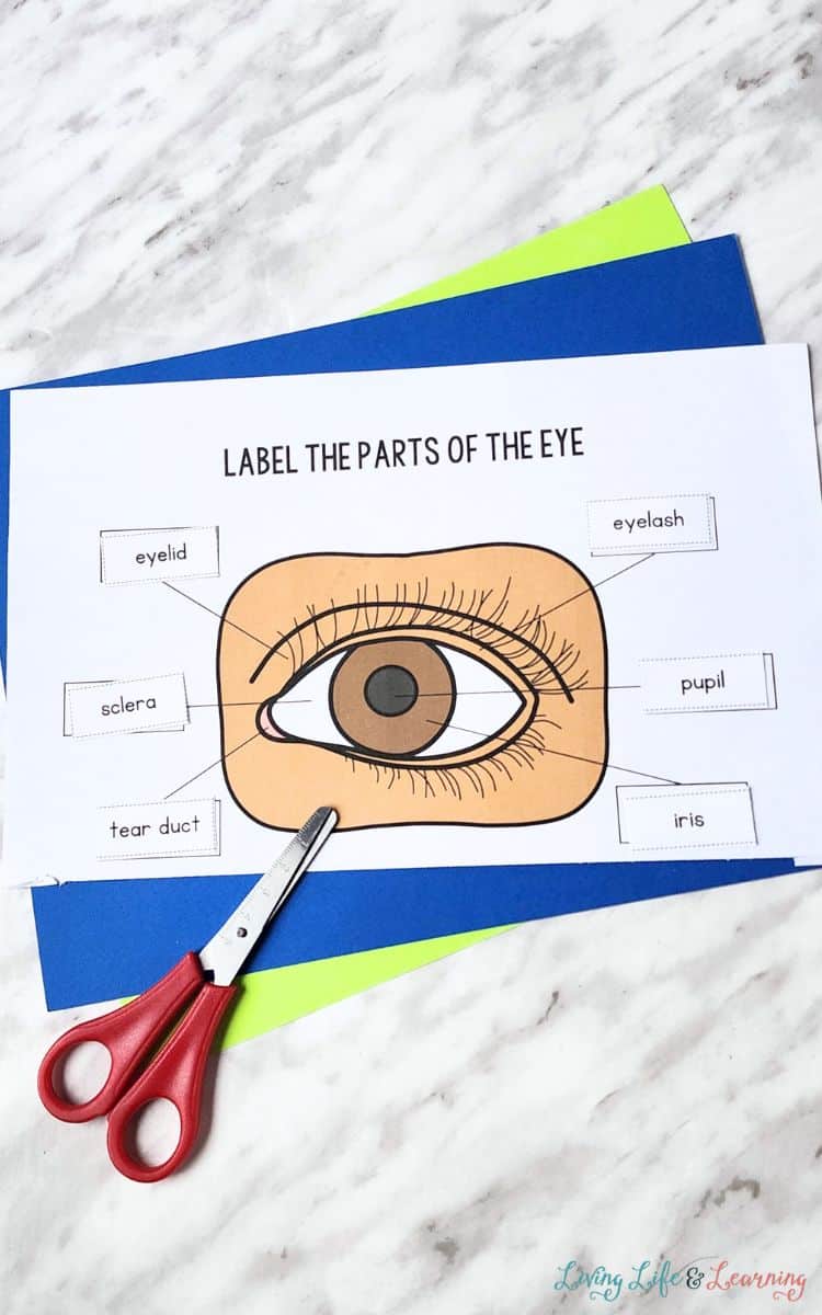 photo of Parts of the Eye Worksheet for Kindergarten on a table