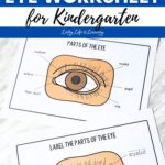 Parts of the Eye Worksheet for Kindergarten on a table