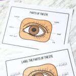 two Parts of the Eye Worksheet for Kindergarten on a table