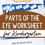 two photos of Parts of the Eye Worksheet for Kindergarten