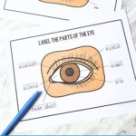 Parts of the Eye Worksheet for Kindergarten on a table