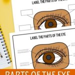 pages of Parts of the Eye Worksheet for Kindergarten