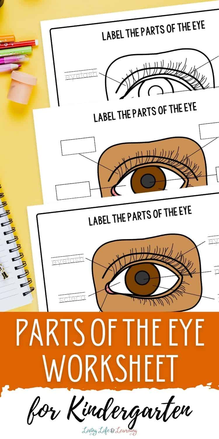 Parts of the Eye Worksheet for Kindergarten: Human Body Activity