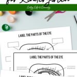Parts of the Eye Worksheet for Kindergarten on a table