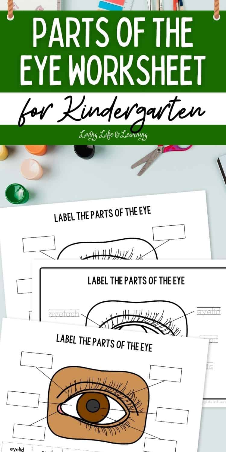 Parts of the Eye Worksheet for Kindergarten: Human Body Activity