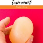 final product of the Rubber Egg Experiment