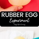 two photos showing the Rubber Egg Experiment