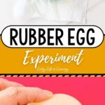 two photos of Rubber Egg Experiment