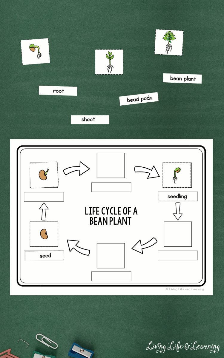 labeling activity of Life Cycle of a Bean Plant Worksheet