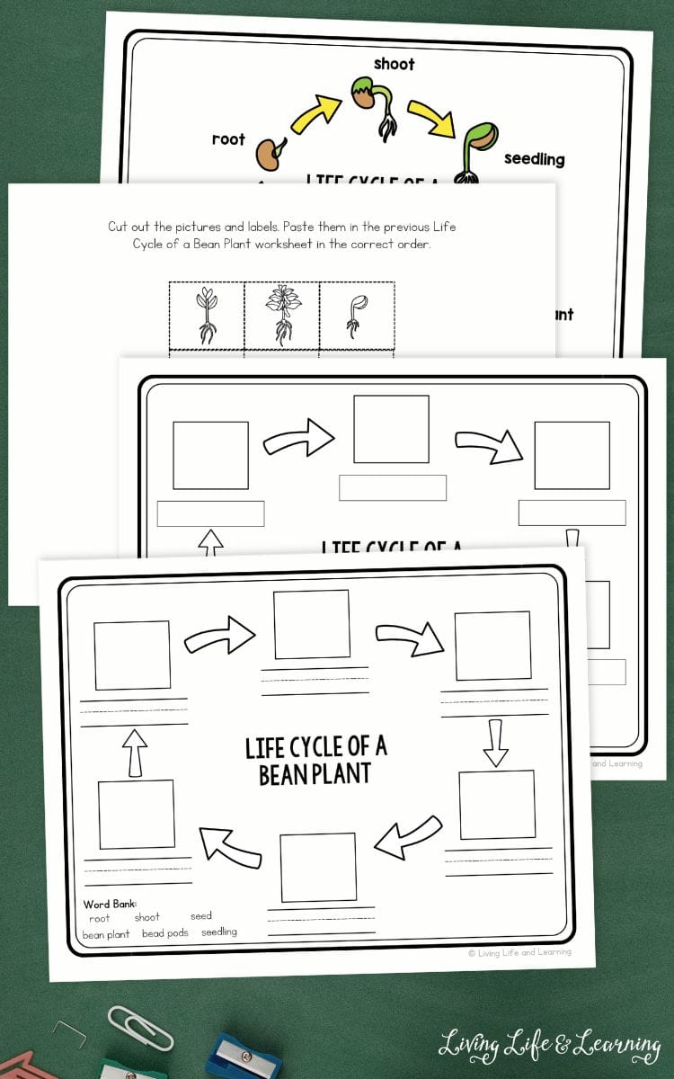 pages included in the Life Cycle of a Bean Plant Worksheet