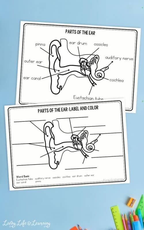 Parts of the Ear Worksheets for Kids: Learn Human Anatomy