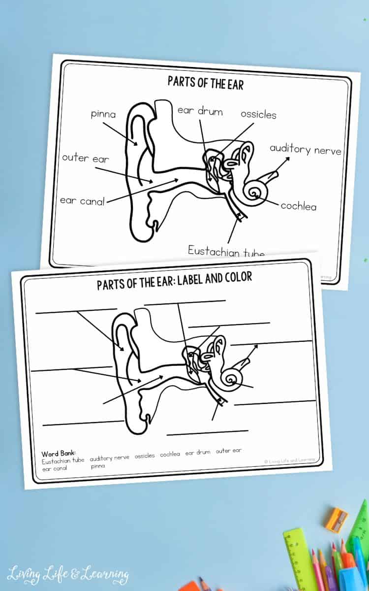 two pages of Parts of the Ear Worksheets for Kids on a table