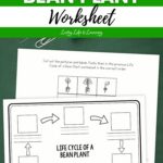 pages of Life Cycle of a Bean Plant Worksheet