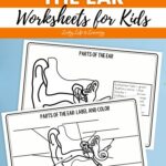 Parts of the Ear Worksheets for Kids placed on a table