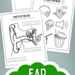 Ear Worksheets for Kindergarten on a table