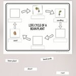 labeling activity of Life Cycle of a Bean Plant Worksheet