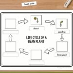 pages included in the Life Cycle of a Bean Plant Worksheet
