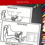 Parts of the Ear Worksheets for Kids on a table