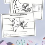 three Parts of the Ear Worksheets for Kids on a table