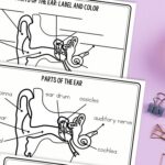 activities included in the Parts of the Ear Worksheets for Kids