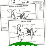 pages of Parts of the Ear Worksheets for Kids
