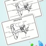three pages of Parts of the Ear Worksheets for Kids
