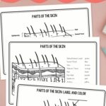 pages included in the Skin Diagram Coloring and Labeling Worksheet