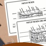 pages included in the Skin Diagram Coloring and Labeling Worksheet