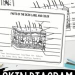 pages included in the Skin Diagram Coloring and Labeling Worksheet