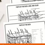 pages included in the Skin Diagram Coloring and Labeling Worksheet