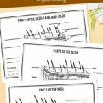 pages included in the Skin Diagram Coloring and Labeling Worksheet
