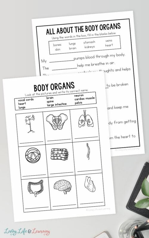Human Body Worksheets for Elementary Kids