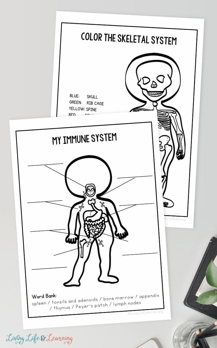 Human Body Worksheets for Elementary on a table