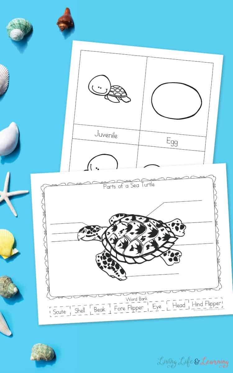 two pages of Sea Turtle Worksheets for Kindergarten