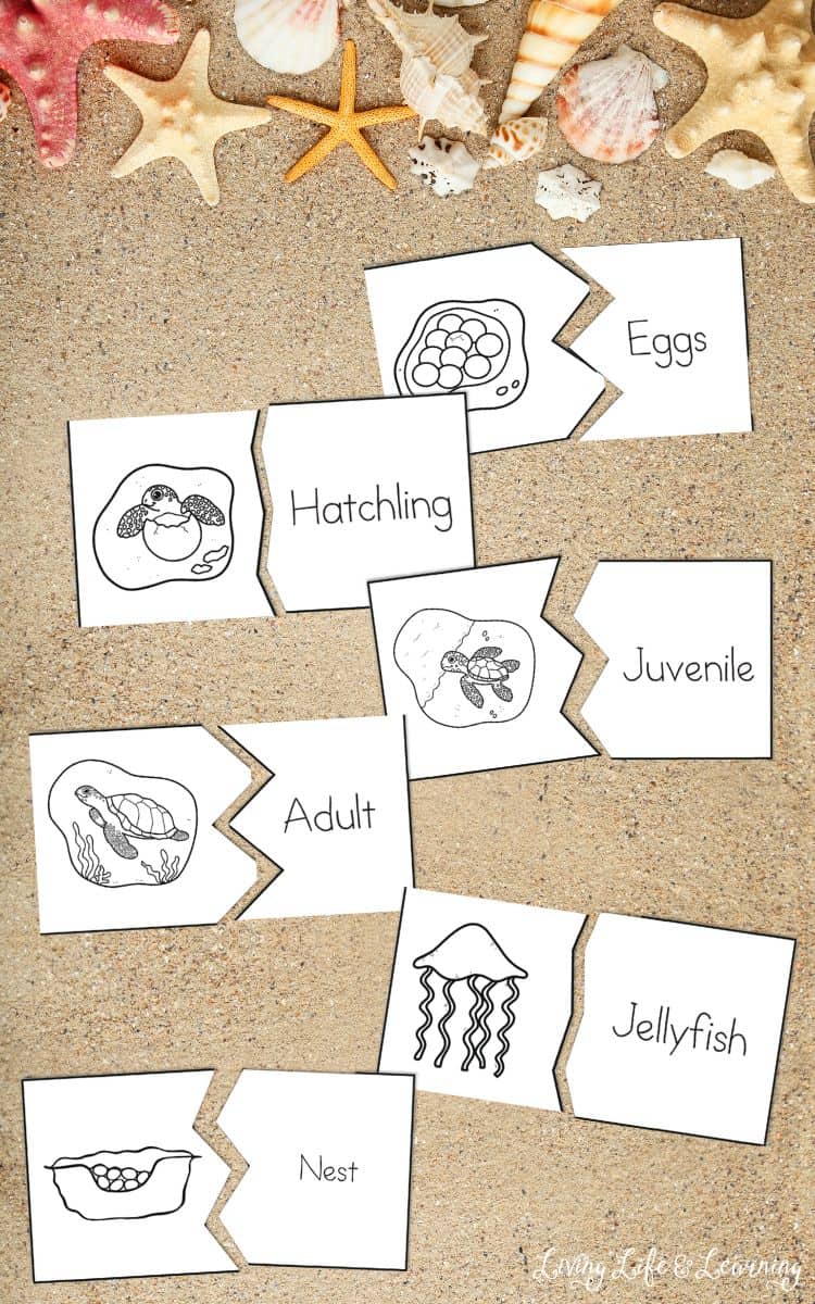 puzzle activity of Sea Turtle Worksheets for Preschool