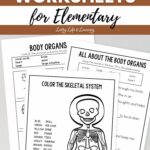 Human Body Worksheets for Elementary on a table