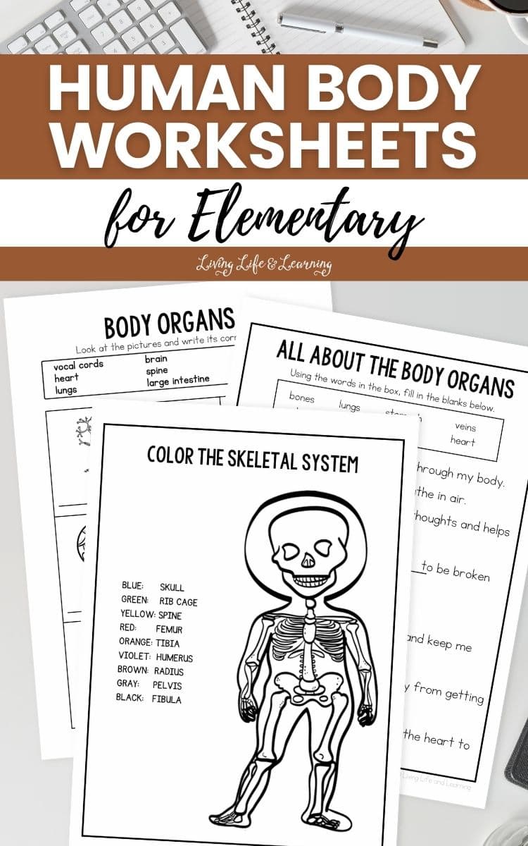 Human Body Worksheets for Elementary on a table