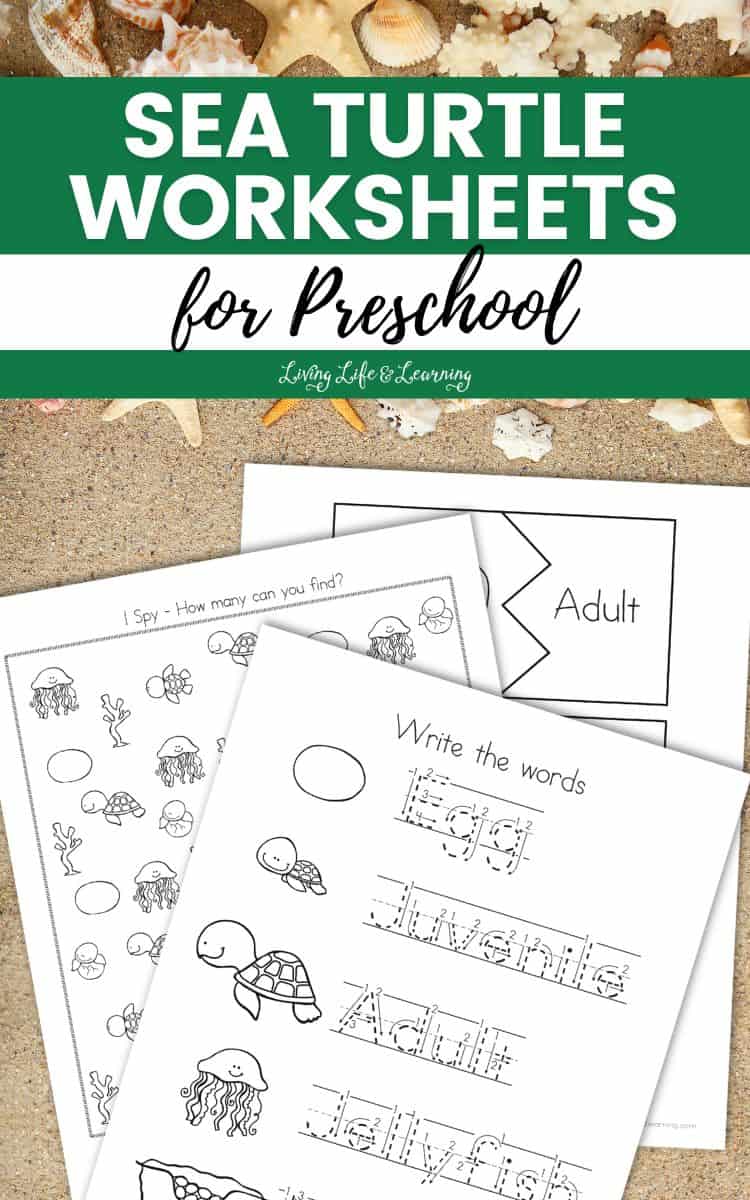 pages of Sea Turtle Worksheets for Preschool