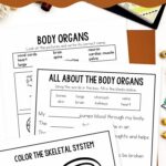 Human Body Worksheets for Elementary on a table
