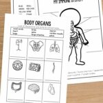 Human Body Worksheets for Elementary on a table